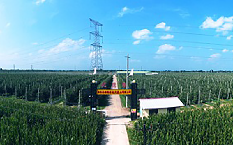 靈臺(tái)優(yōu)德隆農(nóng)業(yè)公司1300畝果園安防監(jiān)控、網(wǎng)絡(luò)機(jī)房案例